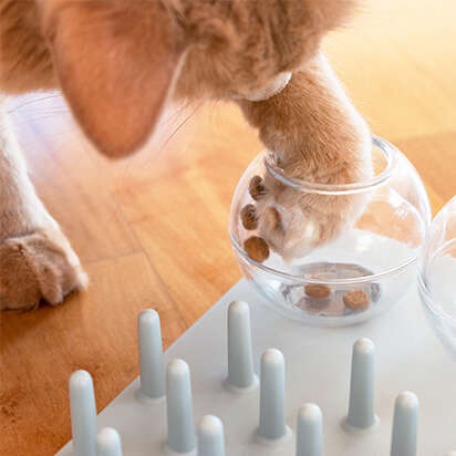 themenwelt bubblenavi katzenernaehrung spielerisches fuettern 412x412